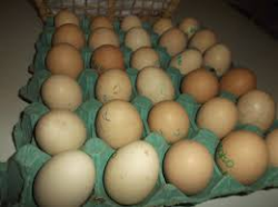 Ovos Galados de Galinha Caipira com Índio Gigante - Caipira - IG